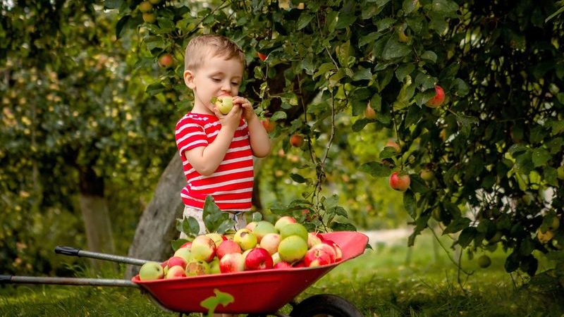 Der Apfel
